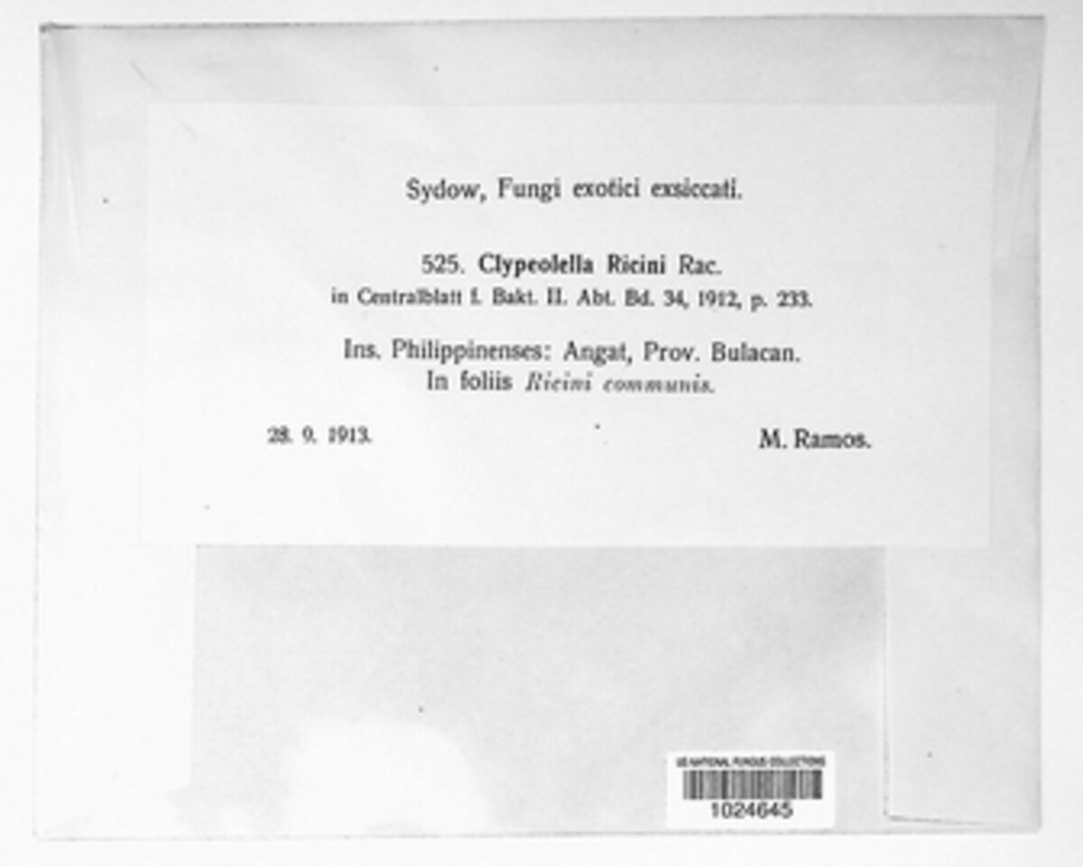 Clypeolella image